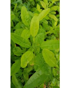 Citrus macrophylla (De semis) / Citronnier Alemow