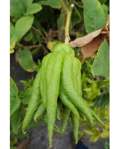 Citrus medica 'Digitata' greffé sur Poncirus trifoliata / Cédratier Main de Bouddha