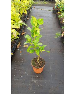 Citrus medica 'Digitata' greffé sur Poncirus trifoliata / Cédratier Main de Bouddha