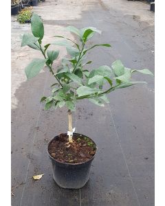 Citrus paradisi 'Enzo' greffé sur Poncirus trifoliata / Pomelos Enzo