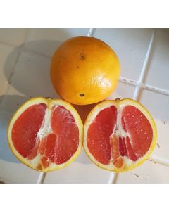 Citrus sinensis 'Cara Cara' greffé sur FA5® / Oranger Navel