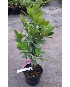 Citrus sinensis 'Navel Negra' greffé sur Poncirus trifoliata / Oranger Navel