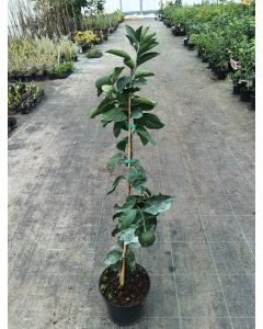 Citrus shunkokan greffé sur FA5 / Tangor japonais