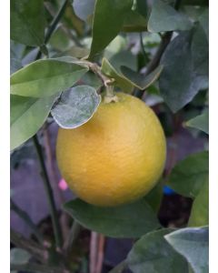 Citrus sinensis 'Valencia Delta' greffé sur FA5 / Oranger