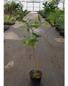 Citrus sinensis 'Valencia Midknight' greffé sur FA5 / Oranger