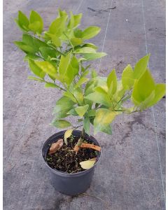 Citrus sinensis 'Valencia Red' greffé sur Poncirus trifoliata / Oranger