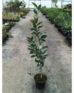 Citrus sinensis 'Washington Navel' greffé sur FA5 / Oranger Navel