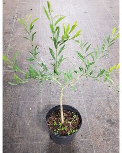 Citrus eremorange greffé sur Poncirus trifoliata / Oranger caviar