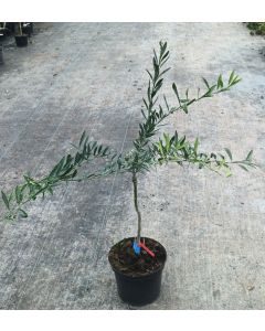 Citrus eremorange greffé sur FA5 / Oranger caviar