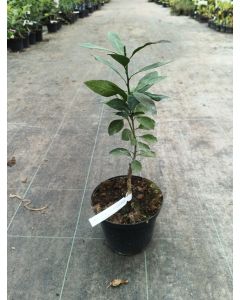 Citrus Unshui greffé sur Poncirus trifoliata / Mandarinier Satsuma Unshui