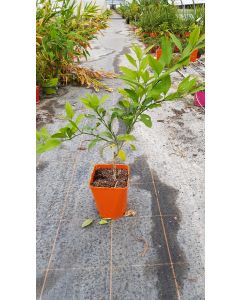 Citrus unshui 'Okitsu' greffé sur Poncirus trifoliata / Mandarinier Satsuma Okitsu