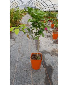 Citrus unshui 'Owari' greffé sur Poncirus trifoliata / Mandarinier Satsuma Owari