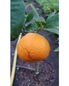 Citrus unshui 'Owari' greffé sur FA5 / Mandarinier Satsuma Owari