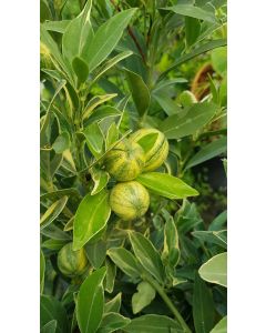 Citrus unshui x F. margarita Centennial greffé sur FA5 / Orangequat Centennial