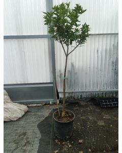 Citrus x clementina 'Arrufatina' greffé sur FA5 / Clementine