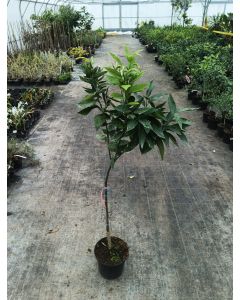 Citrus x clementina 'Fina' greffé sur FA5 / Clementinier Fina