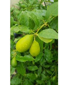 Citrus aurantifolia x Fortunella margarita greffé sur Poncirus trifoliata / Limequat long