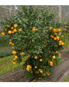 Citrus x junos greffé sur Poncirus trifoliata / Citronnier Yuzu