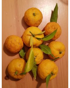 Citrus x junos sur Volkameriana / Citronnier Yuzu 