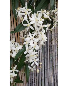 Clematis armandii / Clématite du Père Armand