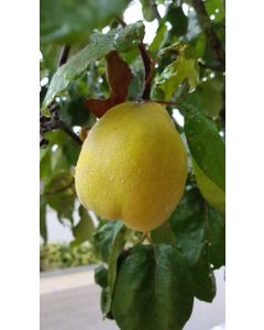 Cydonia oblonga / Cognassier commun