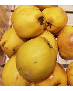 Cydonia oblonga 'Provence BA29' / Cognassier BA29