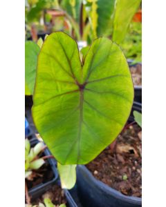 Colocasia esculenta Royal Hawaiian® 'Hawaiian punch' / Oreille d'éléphant géante couleur verte 