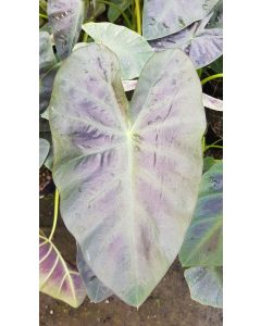 Colocasia esculenta ROYAL HAWAIIAN® 'Aloha' / Oreille d'éléphant géante couleur violet à nervure centrale vert clair