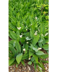 Convallaria majalis / Muguet des Jardins Blanc