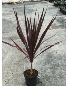 Cordyline australis 'Black Knight'