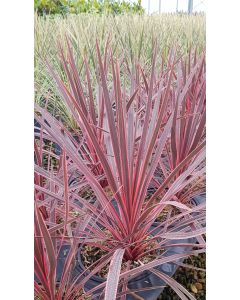 Cordyline austalis PINK PASSION 'Seipin'