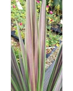Cordyline australis 'Chocolate mint'