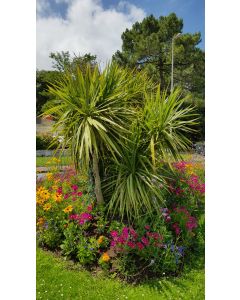 Cordyline australis / Cordyline australe