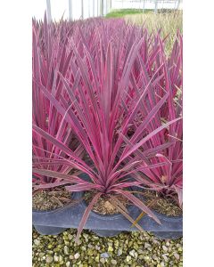 Cordyline x banksii 'Paso Doble'®