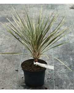 Cordyline australis 'Pink Champagne'