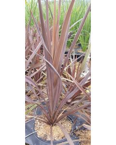 Cordyline australis 'Red Star' / Cordyline australe pourpre