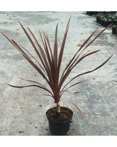 Cordyline australis 'Red Comet' / Cordyline australe pourpre