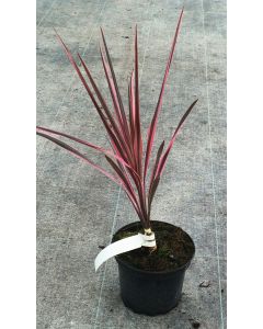 Cordyline australis 'Southern Splendour'