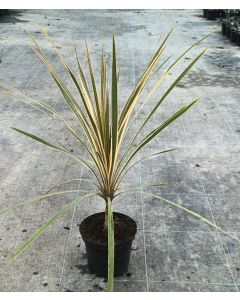 Cordyline australis 'Torbay Dazzler' / Cordyline australe 'Torbay Dazzler'