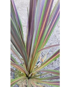 Cordyline x banksii ELECTRIC FLASH® 'Sprilecflash'