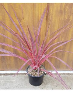Cordyline x banksii ELECTRIC PINK® 'Sprilecpink' 