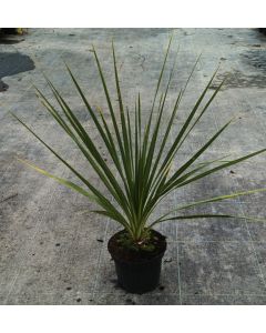 Cordyline indivisa