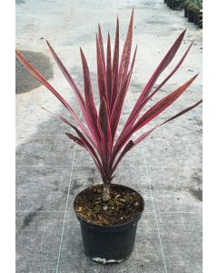 Cordyline x banksii 'Paso Doble'®