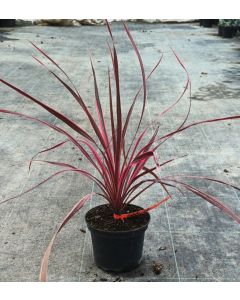 Cordyline x banksii 'Salsa'®