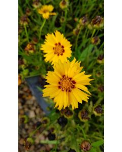 Coreopsis grandiflora 'Sunfire' / Coréopside à grandes fleurs