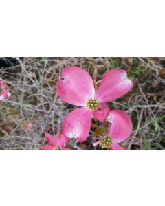 Cornus florida 'Cherokee Chief' / Cornouiller de Floride