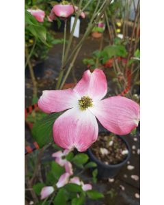 Cornus florida 'Rubra' / Cornouiller de Floride