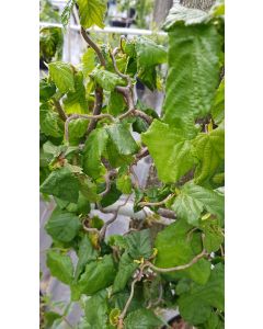 Corylus avellana 'Contorta' / Noisetier tortueux vert