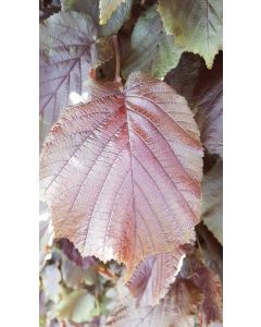Corylus maxima 'Purpurea' / Noisetier pourpre