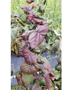Corylus avellana 'Red Majestic'® / Noisetier tortueux pourpre